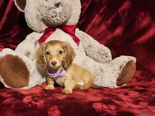 Miniature Dachshund dogs WINNIE - Ad 17