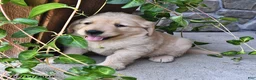 Mixed Breed dogs for sale: Toolie - Ad 3