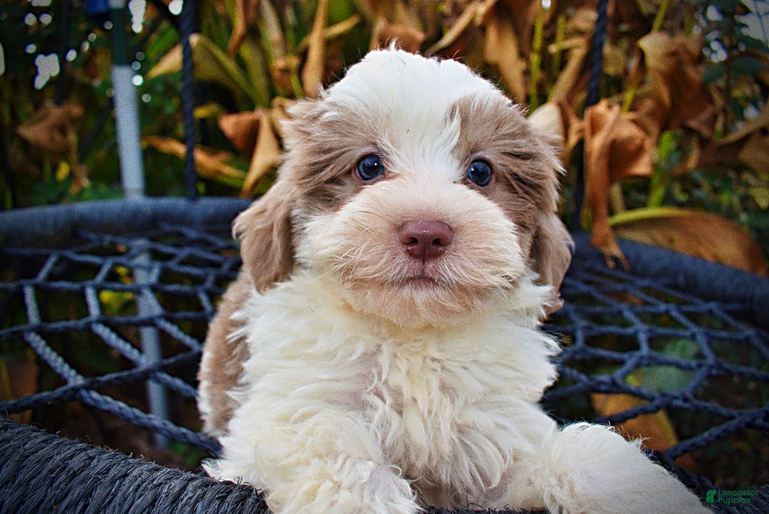 Havapoo dogs for sale: Nabisco - Ad 3