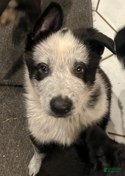 German Shepherd dogs River -German Shepherd Puppy - Ad 38