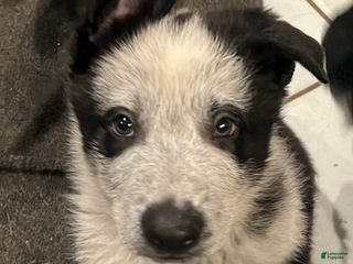 German Shepherd dogs River -German Shepherd Puppy - Ad 14