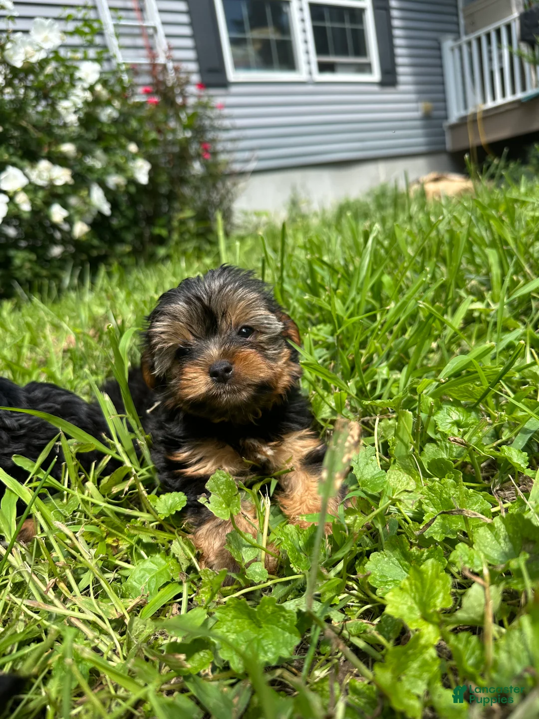 Yorkiepoo dogs for sale:  Green - Ad 2