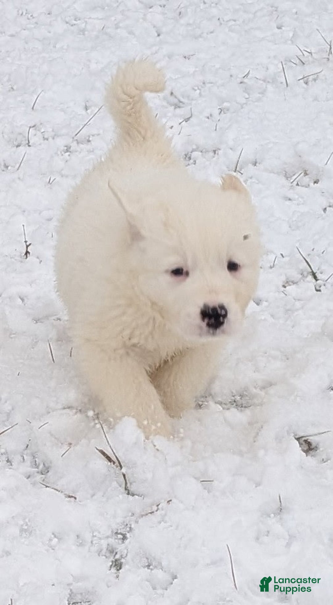 Great Pyrenees dogs for sale: Blizzard - Ad 7