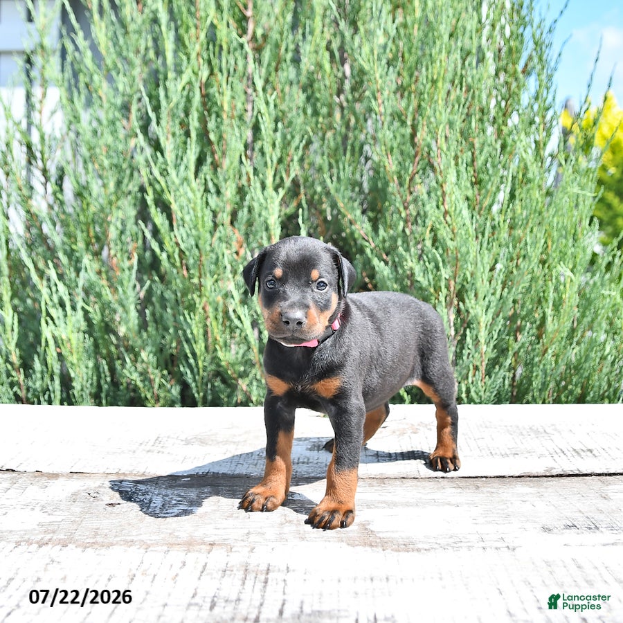 Doberman Pinscher dogs Luna  - Ad 2
