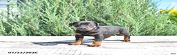 Doberman Pinscher dogs for sale: Luna  - Ad 2