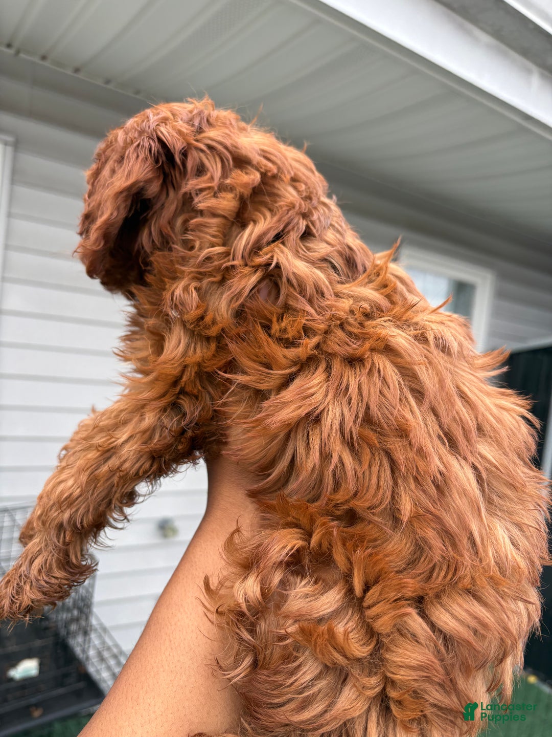 Maltipoo dogs for sale: Tiny Tia  - Ad 6