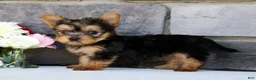 Morkie dogs for sale: Olive - Ad 10