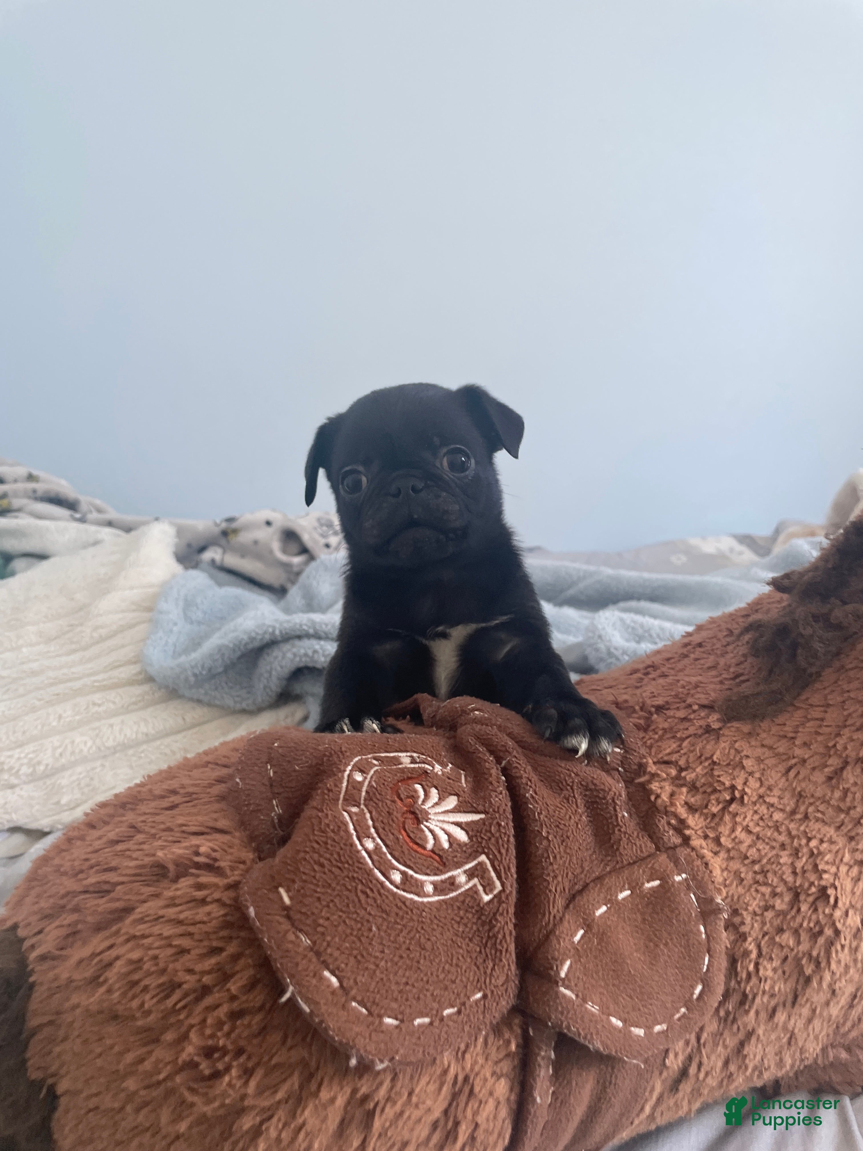 Pug dogs Milo - Ad 10