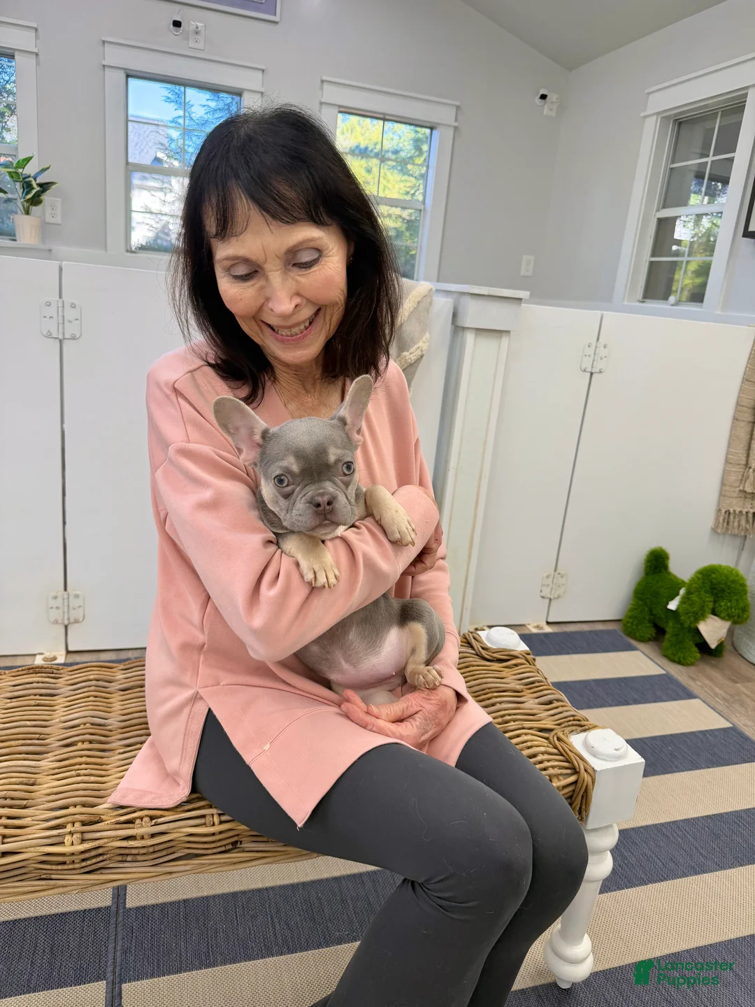 French Bulldog dogs for sale: Charlotte - Ad 6