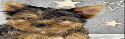 Yorkshire Terrier dogs for sale: Pixie - Ad 5