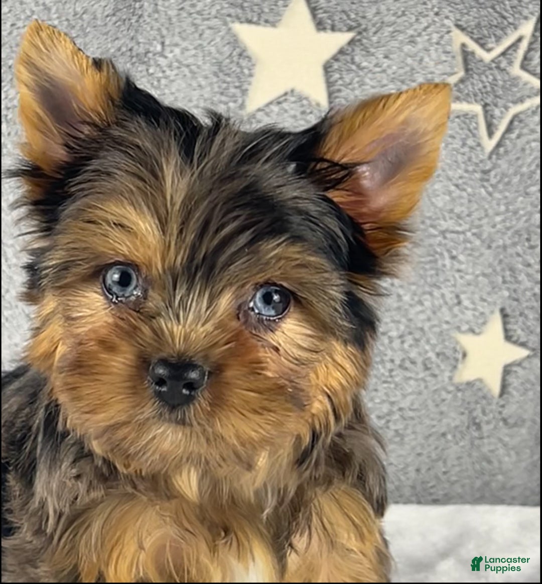 Yorkshire Terrier dogs for sale: Pixie - Ad 5