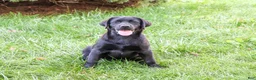 Labrador Retriever dogs for sale: Brooke - Ad 3