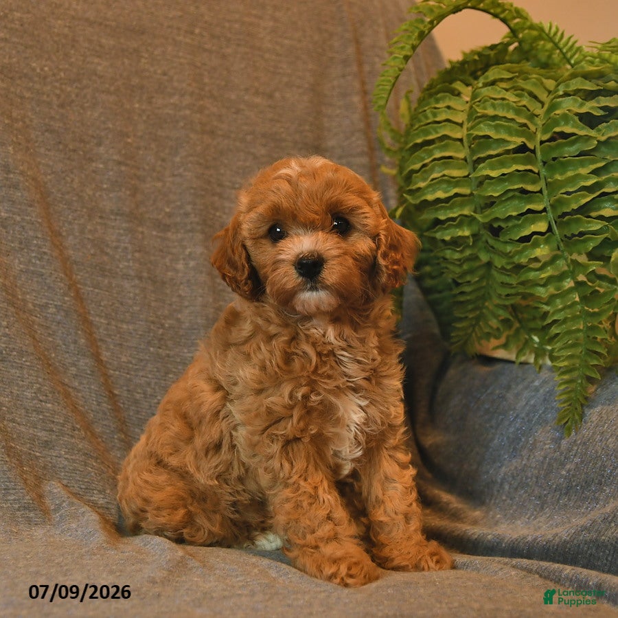 Cavapoo dogs Starburst  - Ad 2