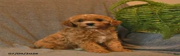 Cavapoo dogs for sale: Starburst  - Ad 2