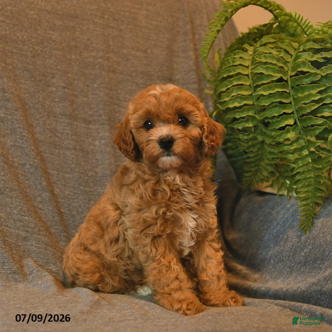 Cavapoo dogs for sale: Starburst  - Ad 2
