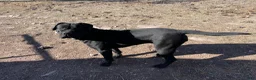 Cane Corso dogs for sale: Cane Corso Puppy 8 - Ad 2