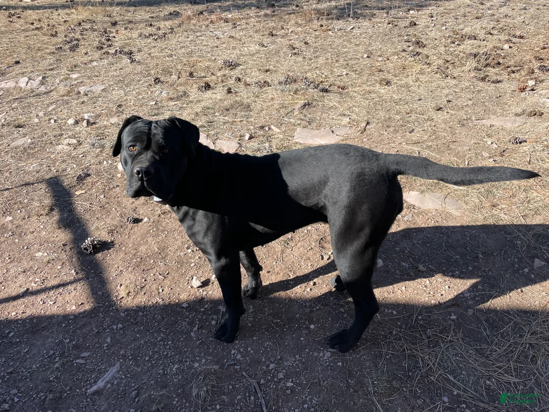Cane Corso dogs for sale: Cane Corso Puppy 8 - Ad 2