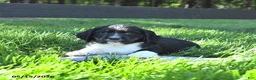 English Springer Spaniel dogs for sale: Glacier - Ad 4