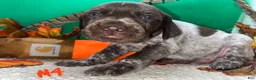 German Shorthaired Pointer dogs for sale: M1 - Ad 18