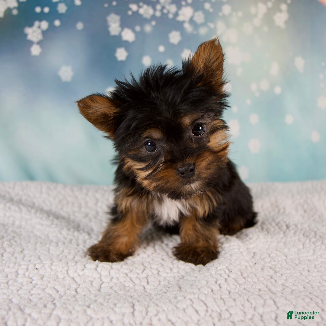 Yorkshire Terrier dogs for sale: Heidi - Ad 4