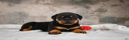 Rottweiler dogs for sale:  Callie 🌸 - Ad 8