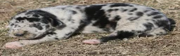 Great Dane dogs for sale: Holly - Ad 4