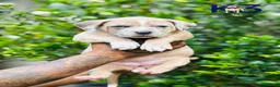 American Bully dogs for sale: American Bully Puppy 4 - Ad 2