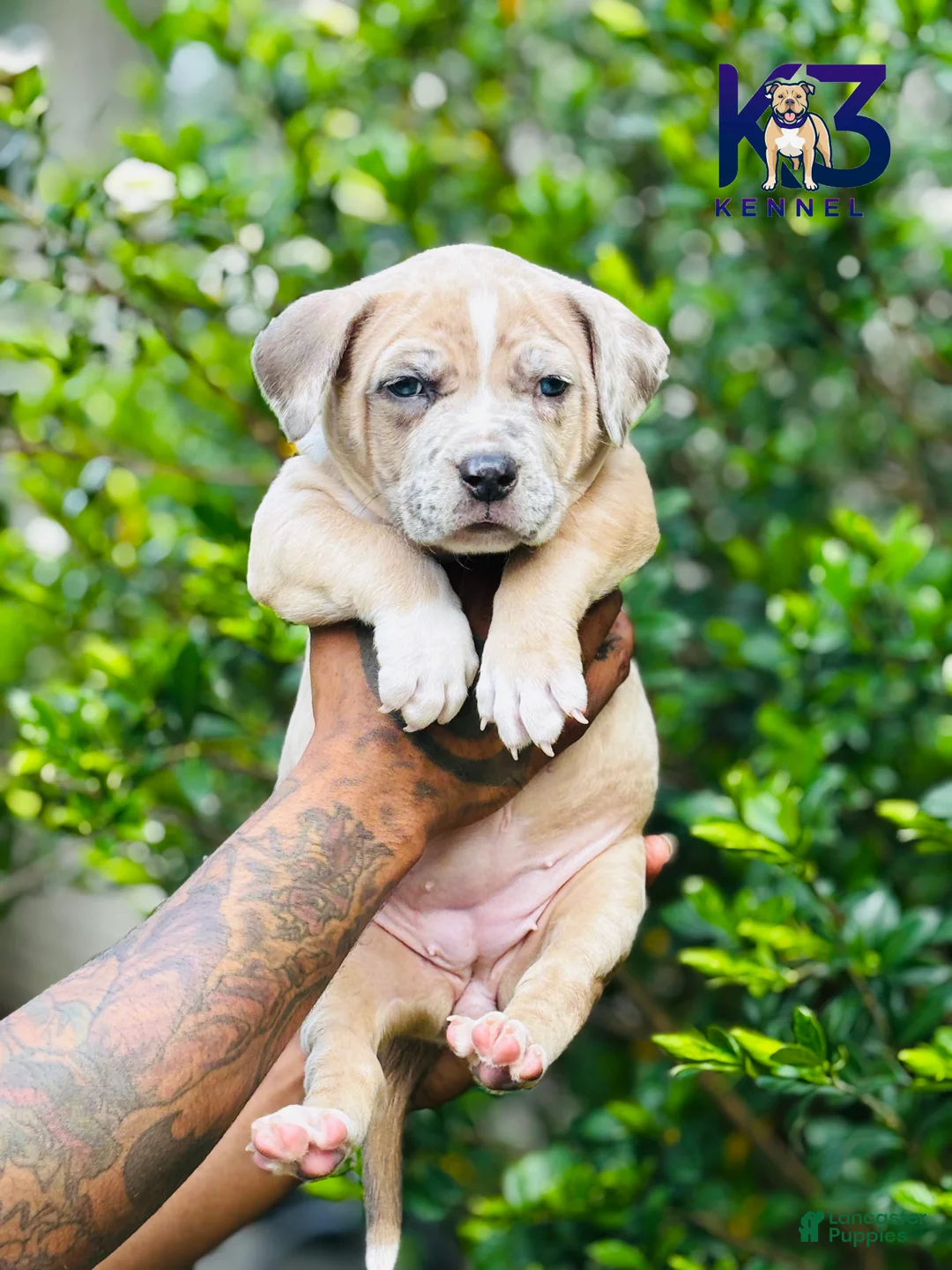 American Bully dogs for sale: American Bully Puppy 4 - Ad 2