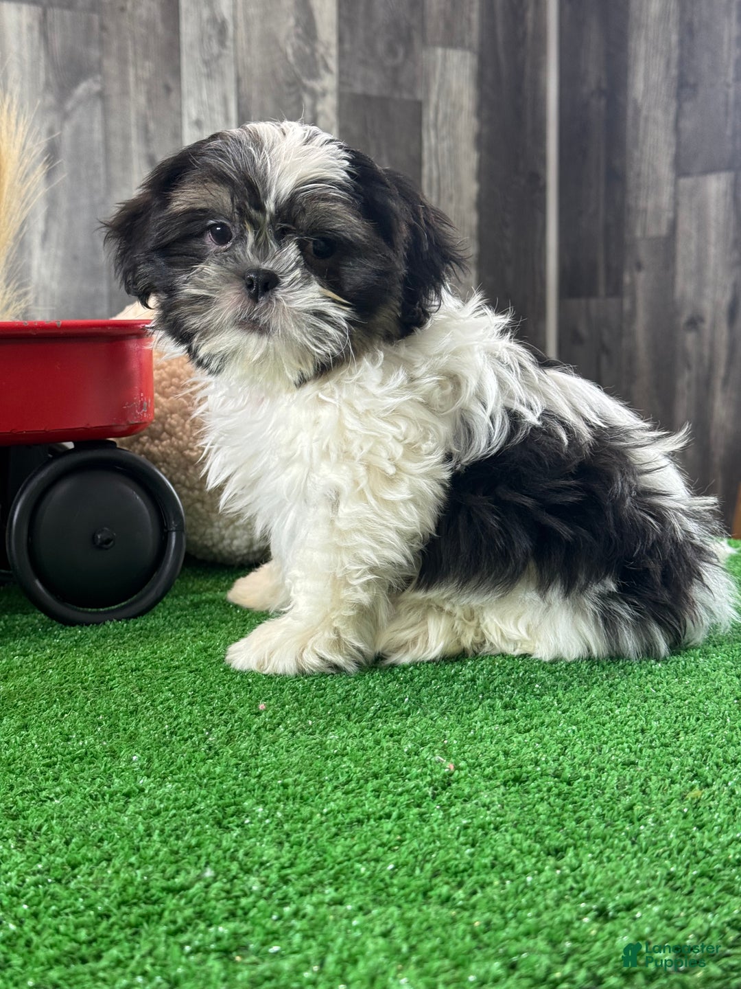 Shih Tzu dogs for sale: Smokey  - Ad 2