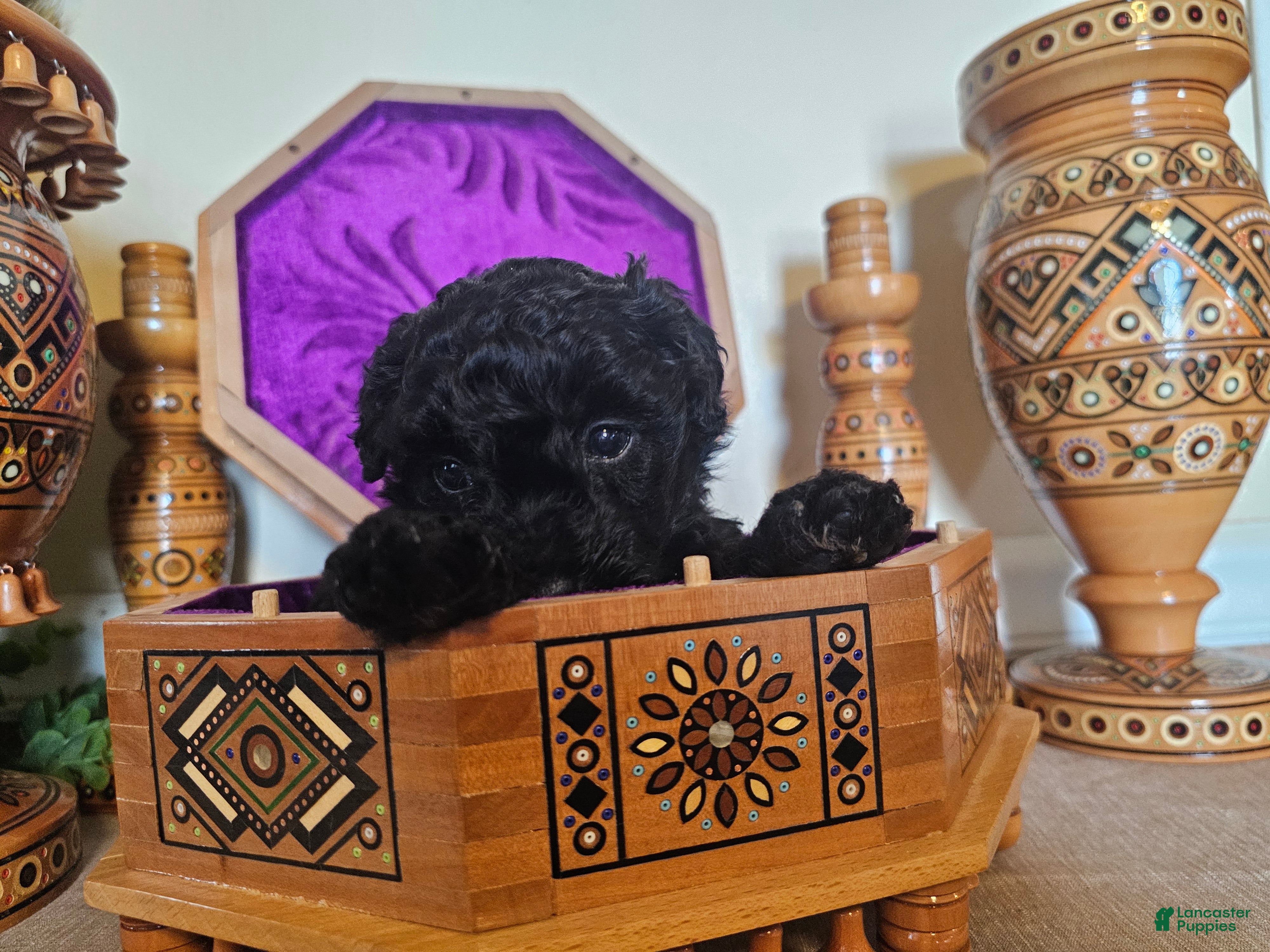 Mini Goldendoodle dogs Mulberry. - Ad 2