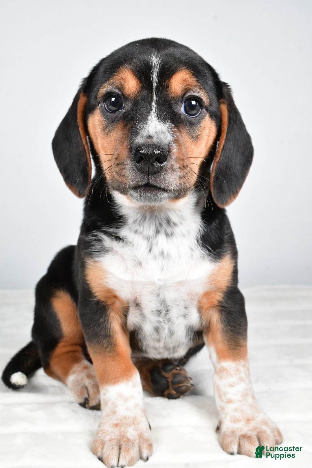 Beagle dogs for sale: Ann - Ad 2