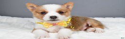 Welsh Corgi Pembroke dogs for sale: Benj - Ad 1