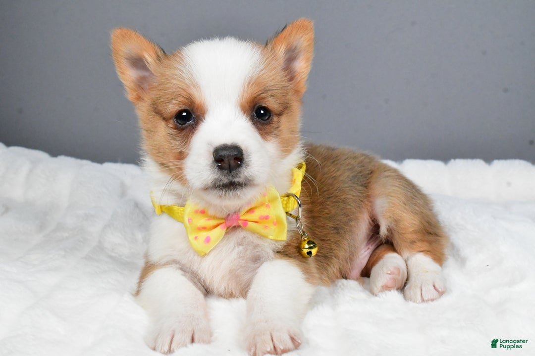 Welsh Corgi Pembroke dogs for sale: Benj - Ad 1