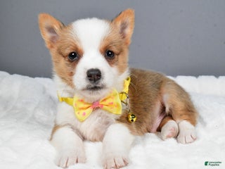 Welsh Corgi Pembroke dogs Benj - Ad 33