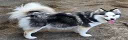 Pomsky dogs for sale: Black mini - Ad 22