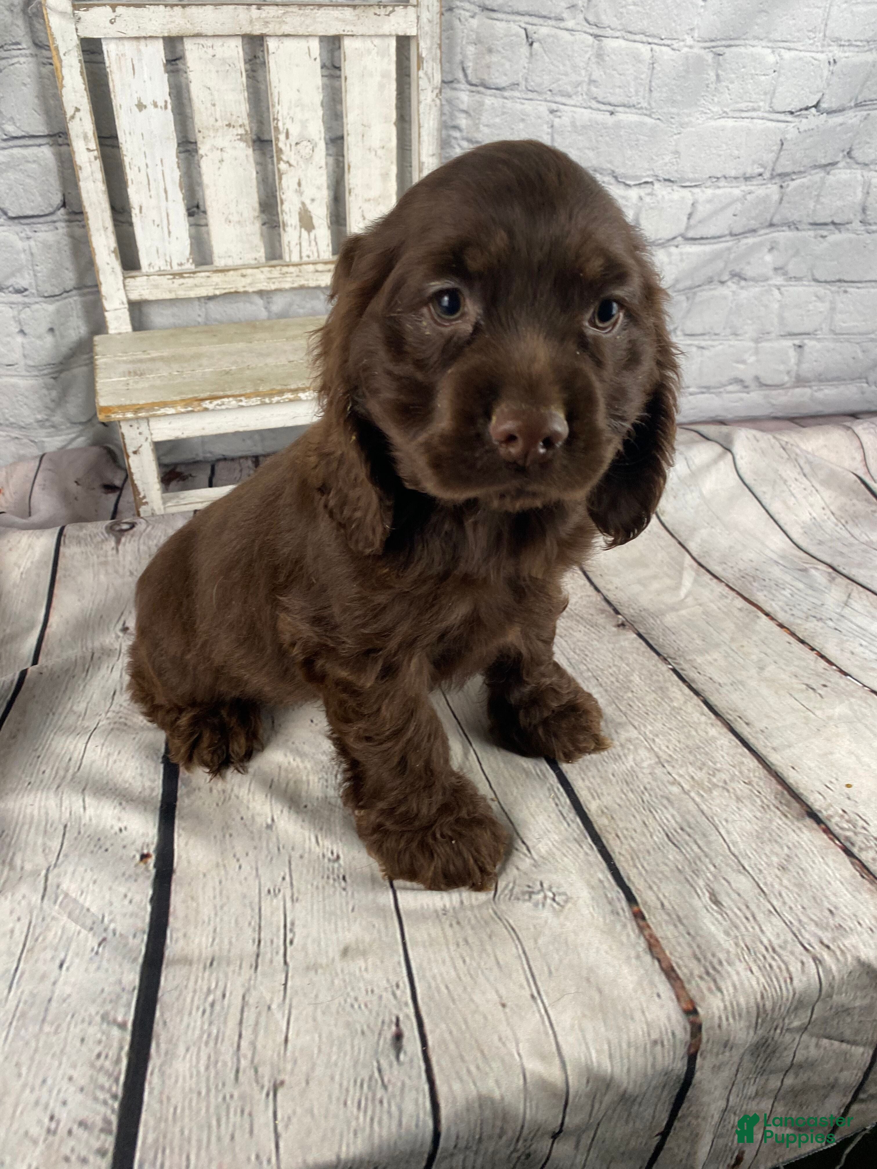 Cocker Spaniel dogs Copper - Ad 1