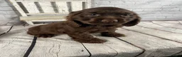 Cocker Spaniel dogs for sale: Copper - Ad 1