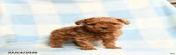 Toy Poodle dogs for sale: Starla - Ad 2