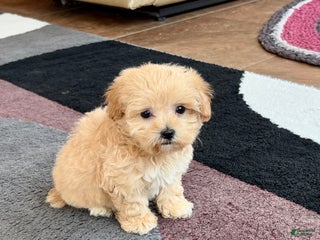 Maltipoo dogs - Ad 42