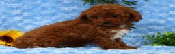 Cavapoo dogs for sale: Logan - Ad 10