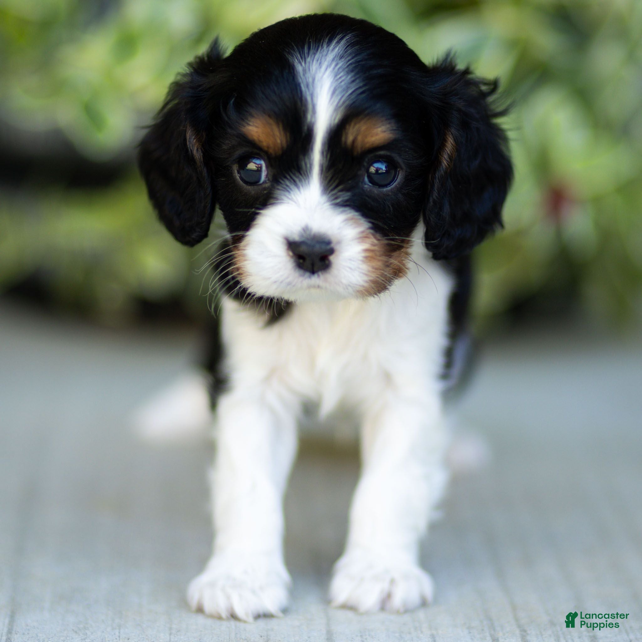 Cavalier King Charles Spaniel dogs Arlo - Ad 1