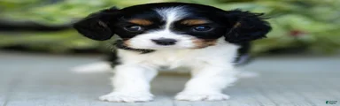 Arlo