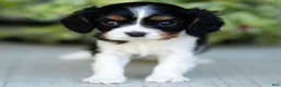 Cavalier King Charles Spaniel dogs for sale: Arlo - Ad 1