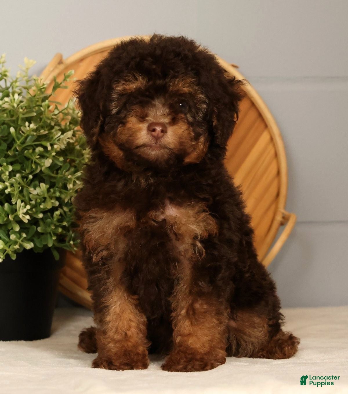 Toy Poodle dogs Shadow - Ad 1