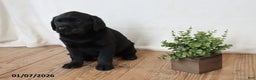 Labrador Retriever dogs for sale: Pumpkin - Ad 9