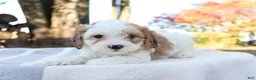 Cavapoo dogs for sale: Woody - Ad 5