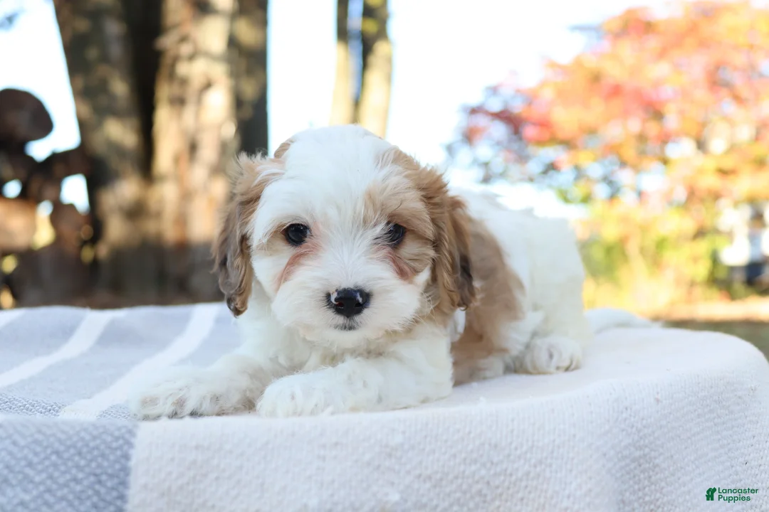 Cavapoo dogs for sale: Woody - Ad 5
