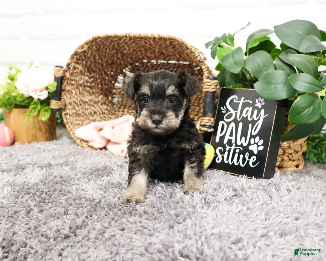 Miniature Schnauzer dogs for sale: Esperanza  - Ad 2