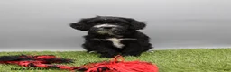 Cockapoo dogs for sale: Twinkle - Ad 5