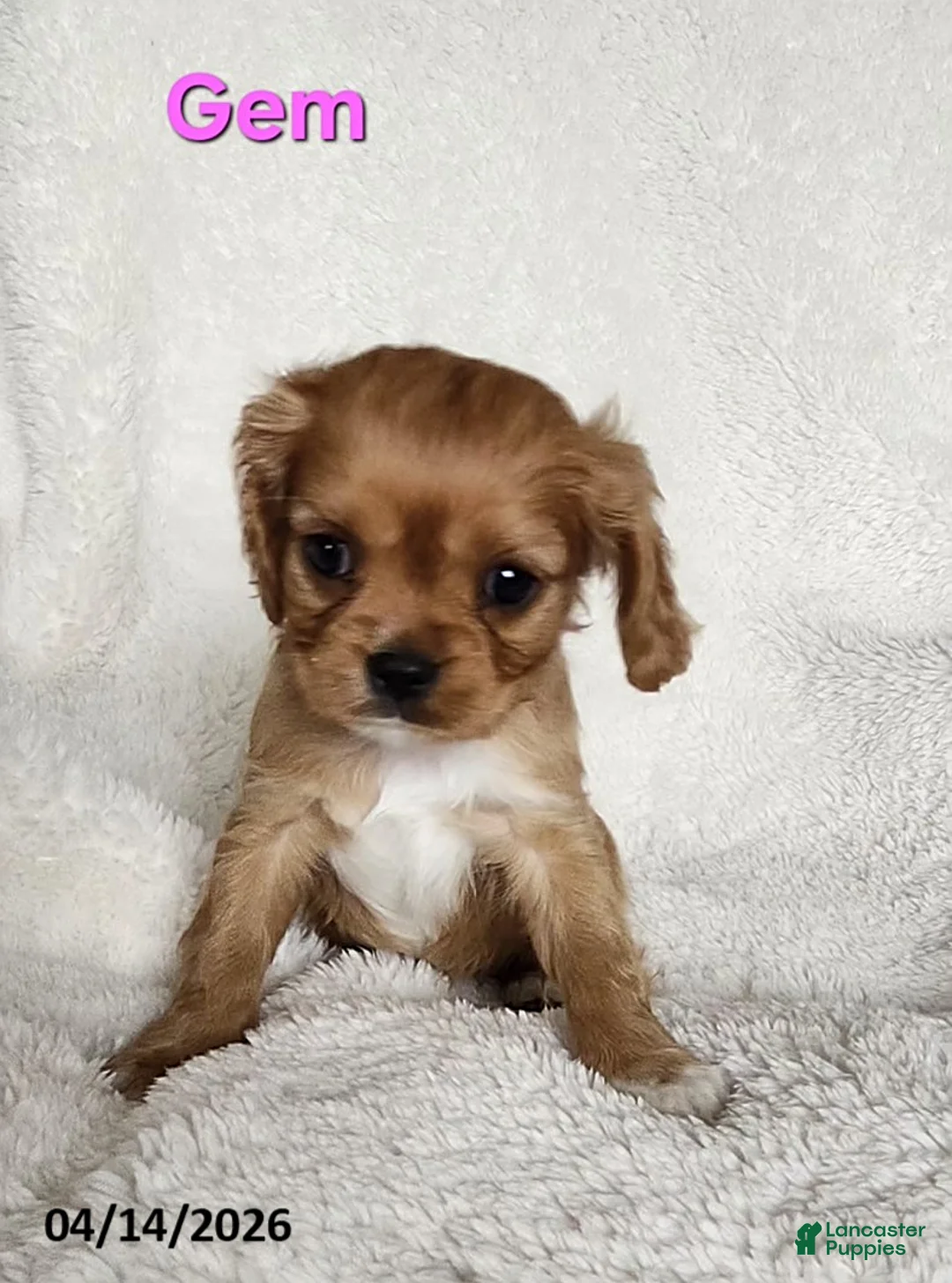 Cavapoo dogs for sale: Gem  - Ad 1